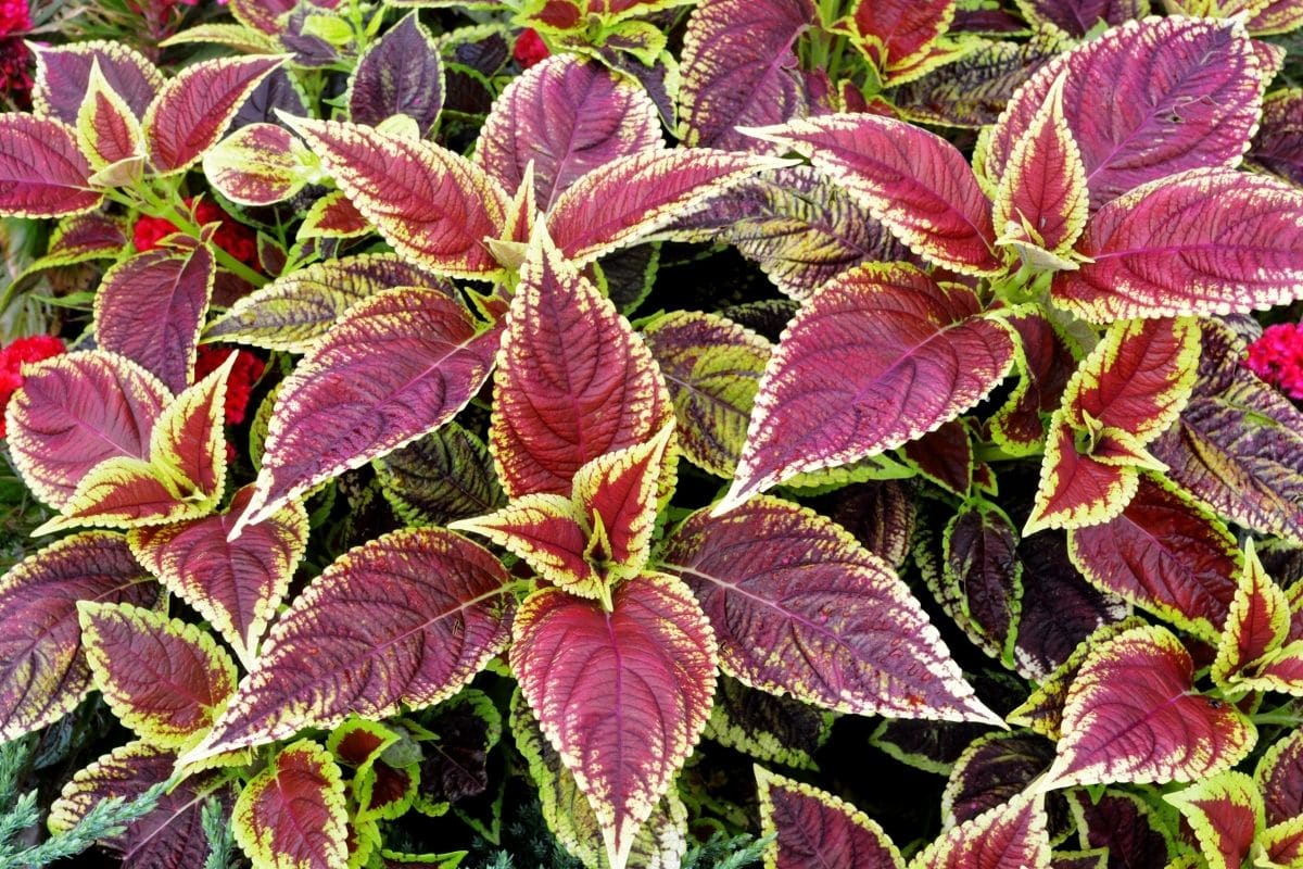 Coleus with Vibrant Multi-Colored Leaves