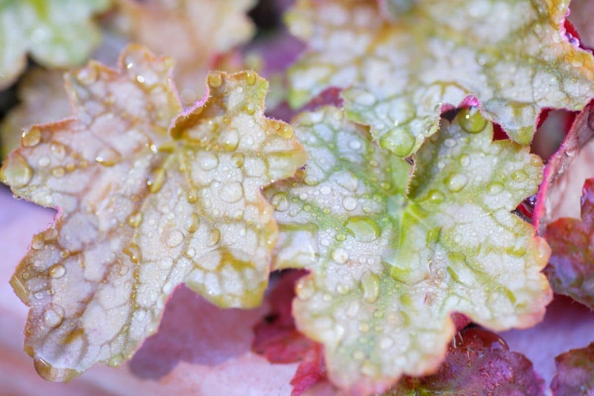 Heuchera with Intricately Patterned Burgundy Leaves