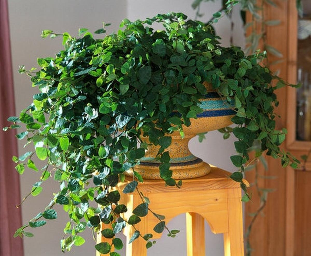 Peace Lily with Shiny Green Leaves and White Flowers