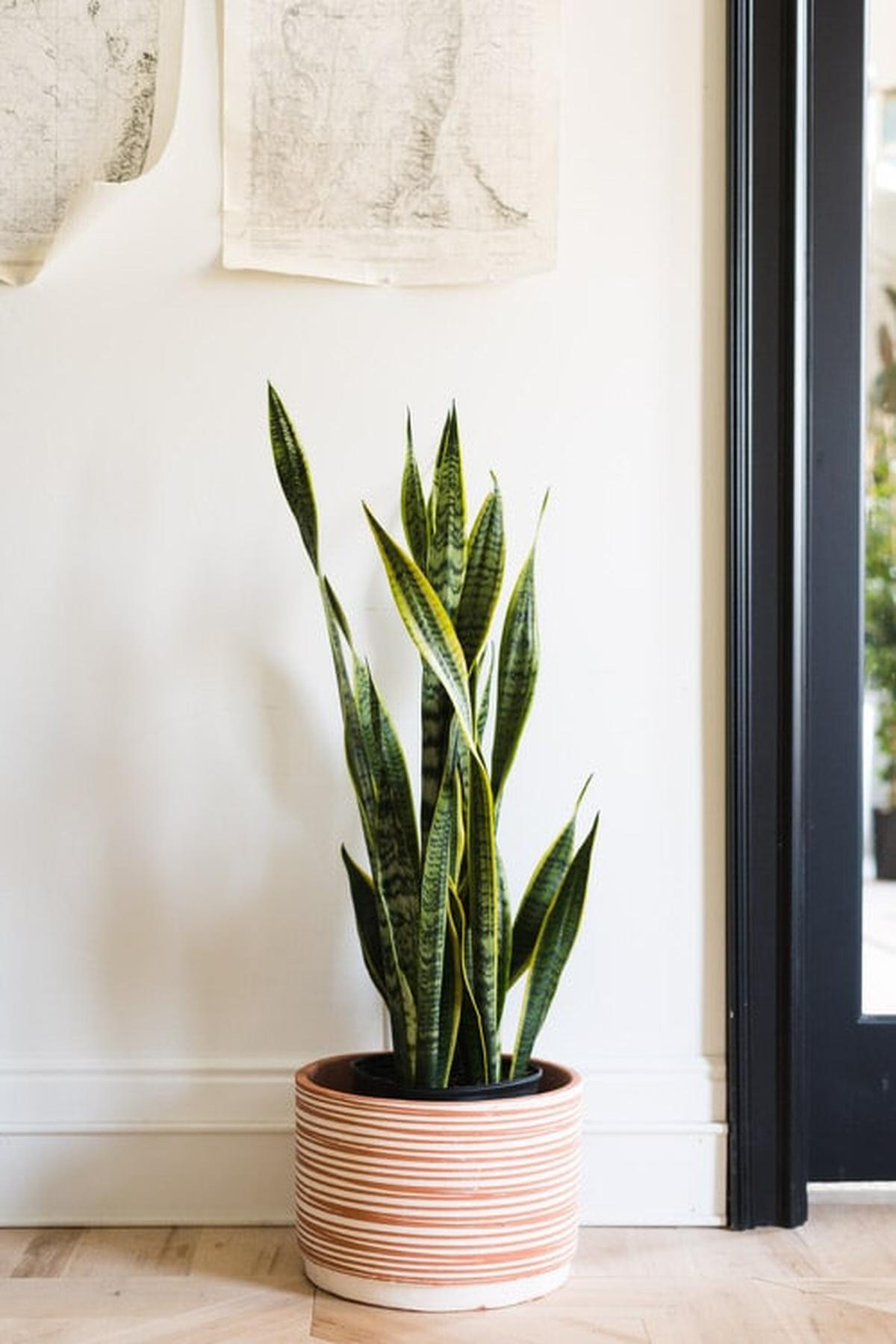 Pepperomia Plant with Rounded Green Leaves