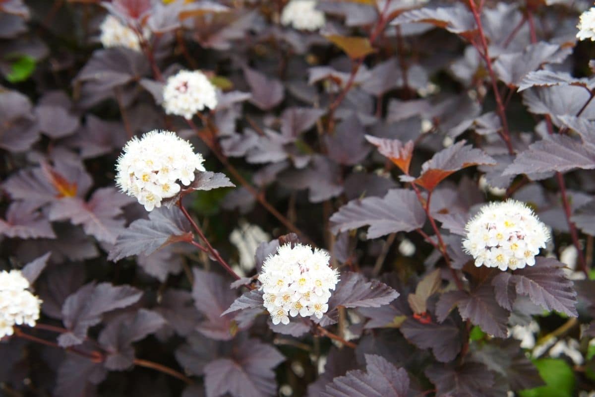 Ninebark with Deep Purple Leaves and Textured Branches