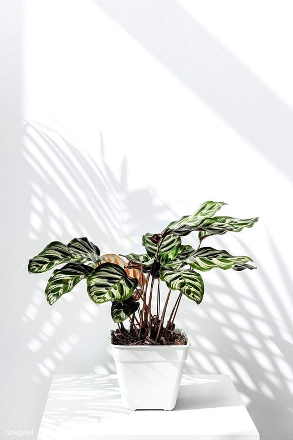 Dumb Cane Plant with Vibrant Variegated Leaves