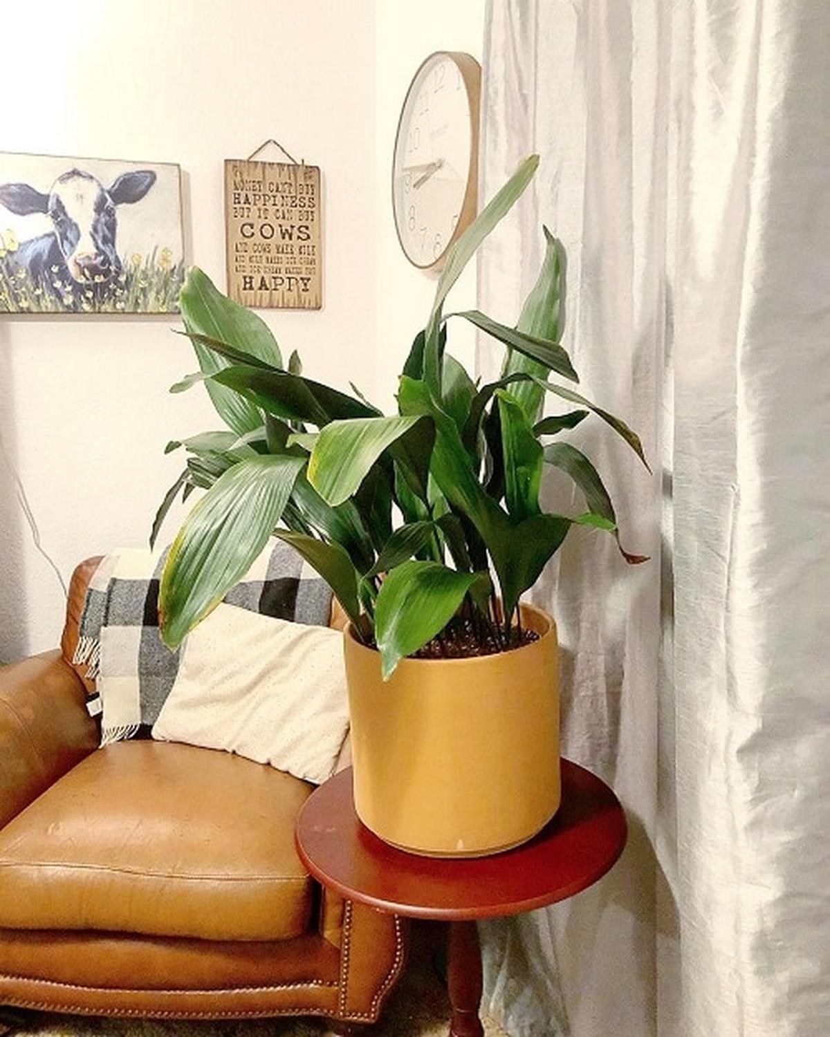 Snake Plant with Tall and Variegated Foliage