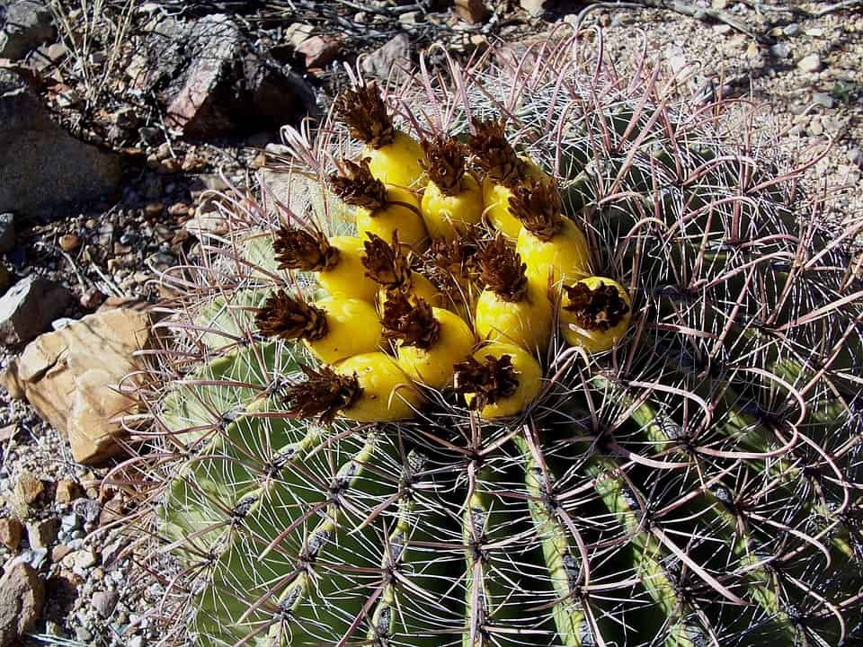 Barrel cactus adorned with small, vibrant yellow and red fruits nestled among spiky ribs