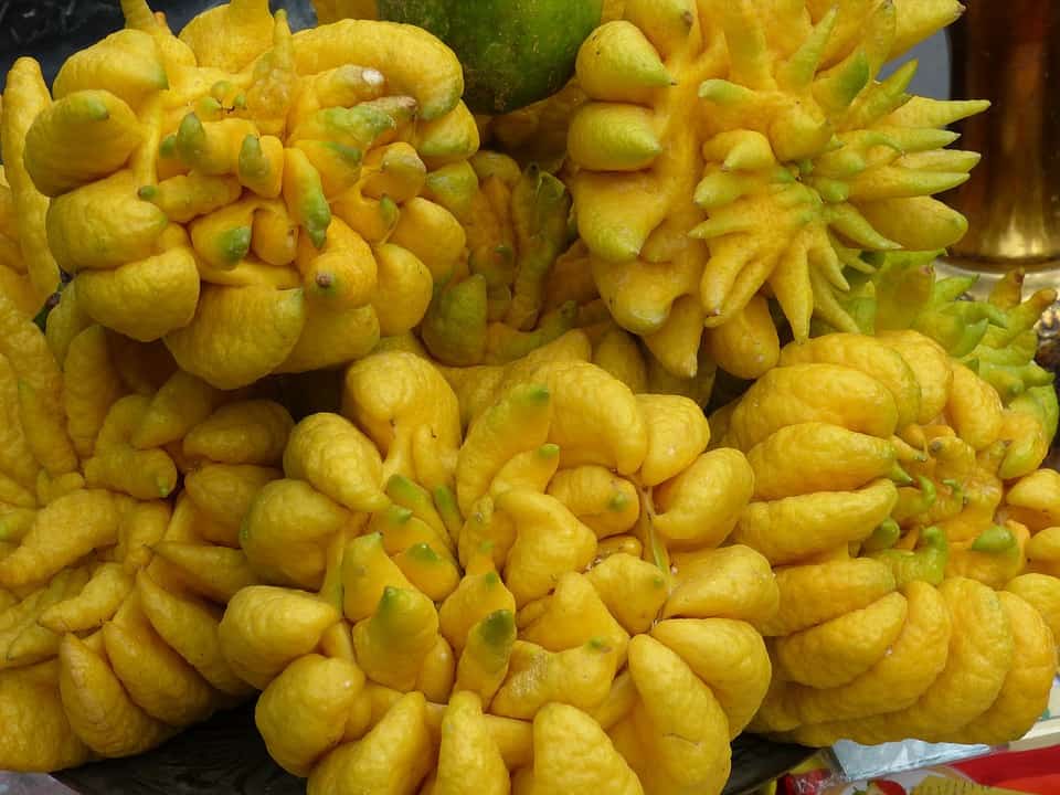 Bushukan or Buddha's Hand exotic citron with finger-like segments