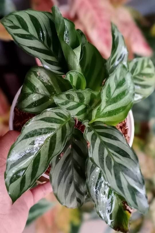 Calathea ‘Freddie’ with Soft Green and Silver Stripes