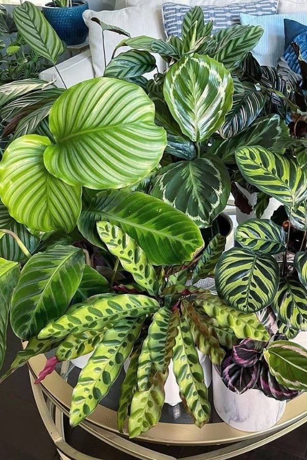 Calathea Plant Close-Up with Striking Foliage