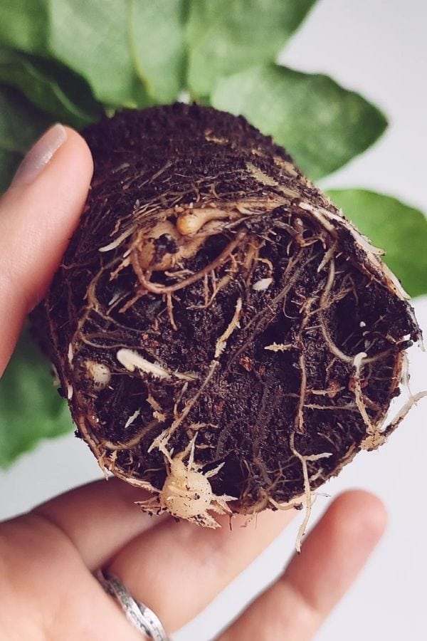 Calathea Being Prepared for Repotting to Sustain Growth