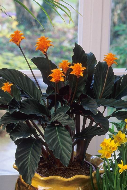 Eternal Flame Calathea with Bright Flowering Stalks and Bold Foliage Patterns