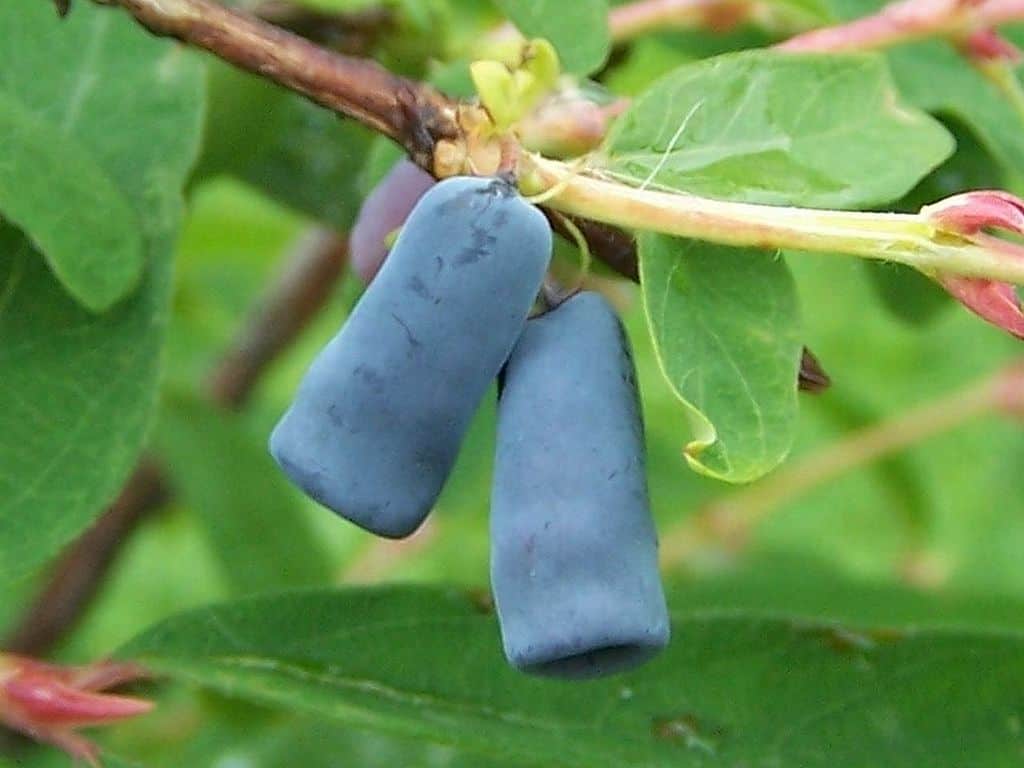 Fly honeysuckle fruit with shiny, paired red drupes attached to thin stems