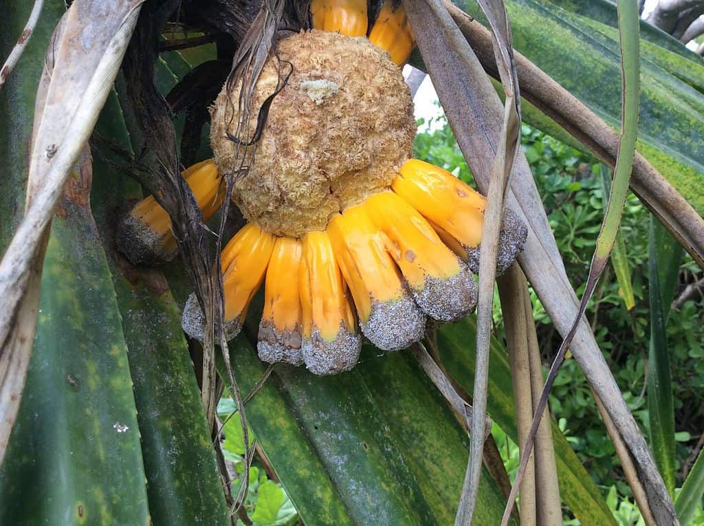 Hala fruit with spiky, segmented outer structure in bright orange and green hues