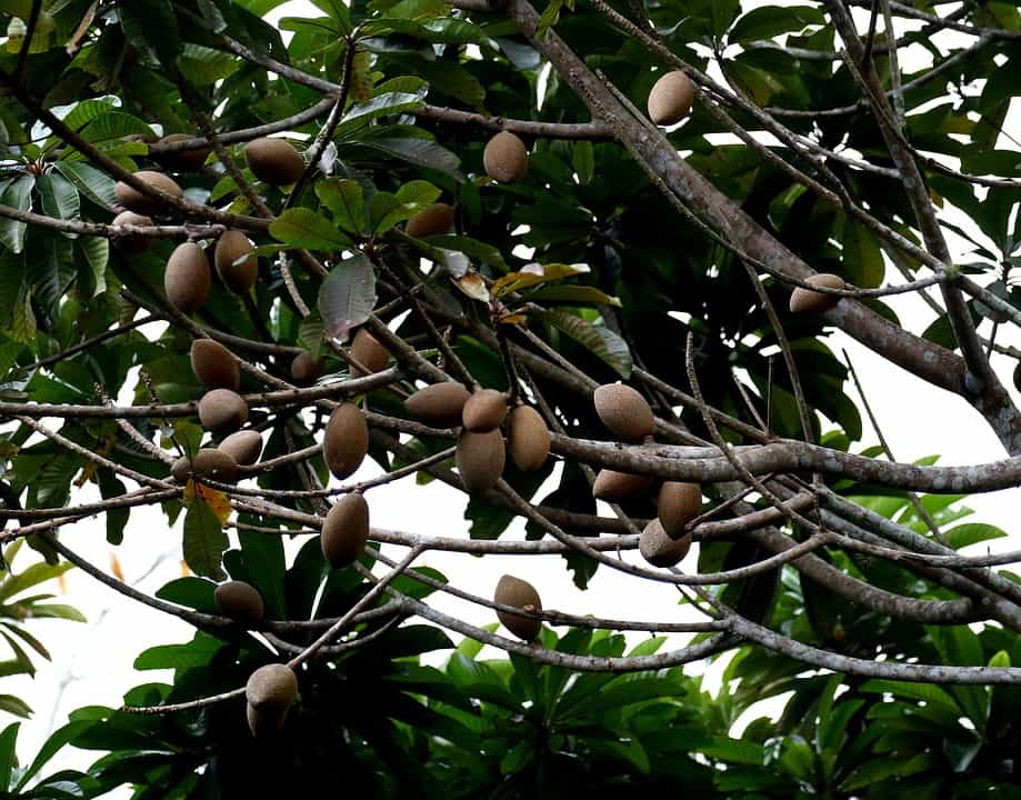 Mamey Sapote with a textured brown exterior and vibrant orange interior