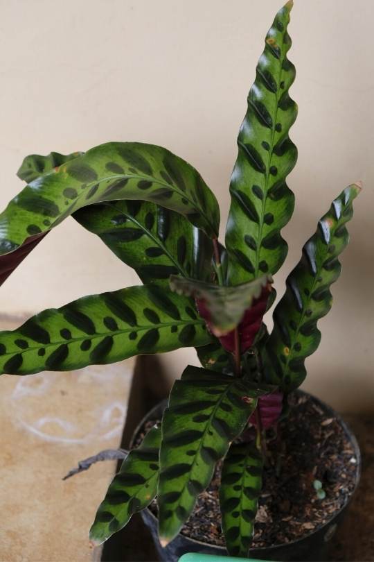 Rattlesnake Plant with Long, Variegated Leaves