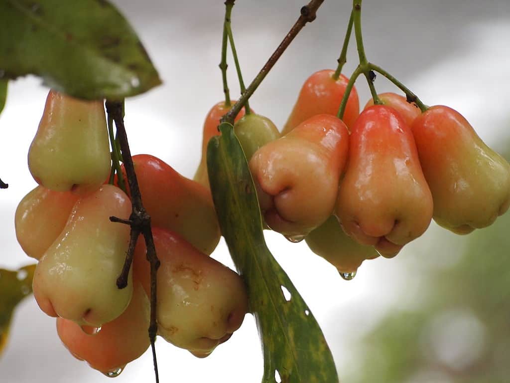 Rose apple with smooth red skin and translucent white flesh