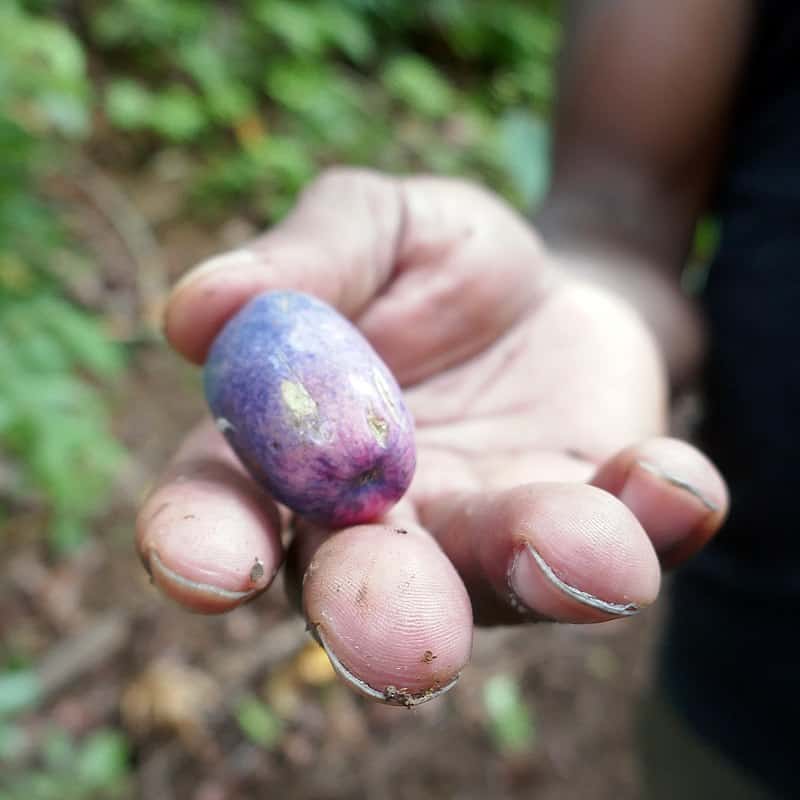 Safou fruit with glossy deep blue-purple skin and creamy yellow interior flesh