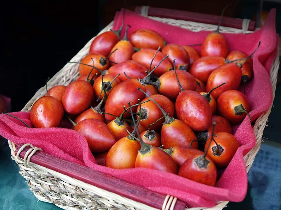 Tamarillo fruit with smooth, glossy red-orange skin accompanied by rich-seeded interiors