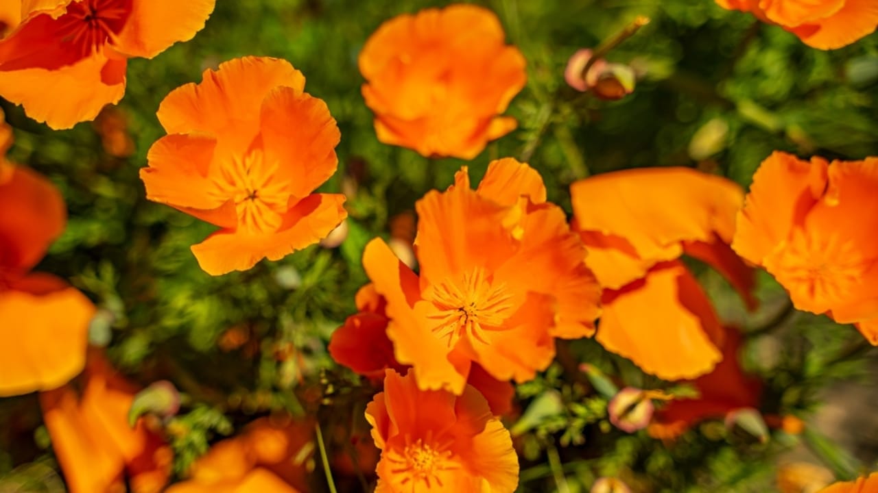 Vibrant Golden California Poppy Blooms