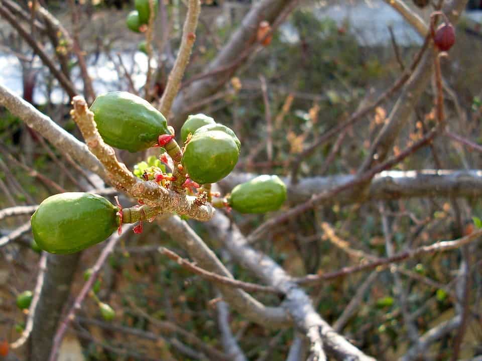 Jocote fruit with smooth, glossy skins in hues that range from green to golden orange and deep red