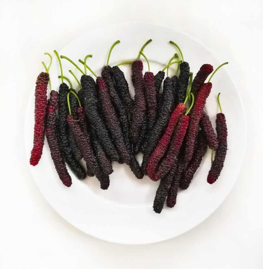 Ripe mulberries in deep purple and red shades hanging delicately on green branches