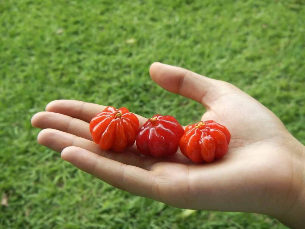 Pitanga or Surinam Cherry fruit with bright, ribbed red and orange globes hanging on green foliage