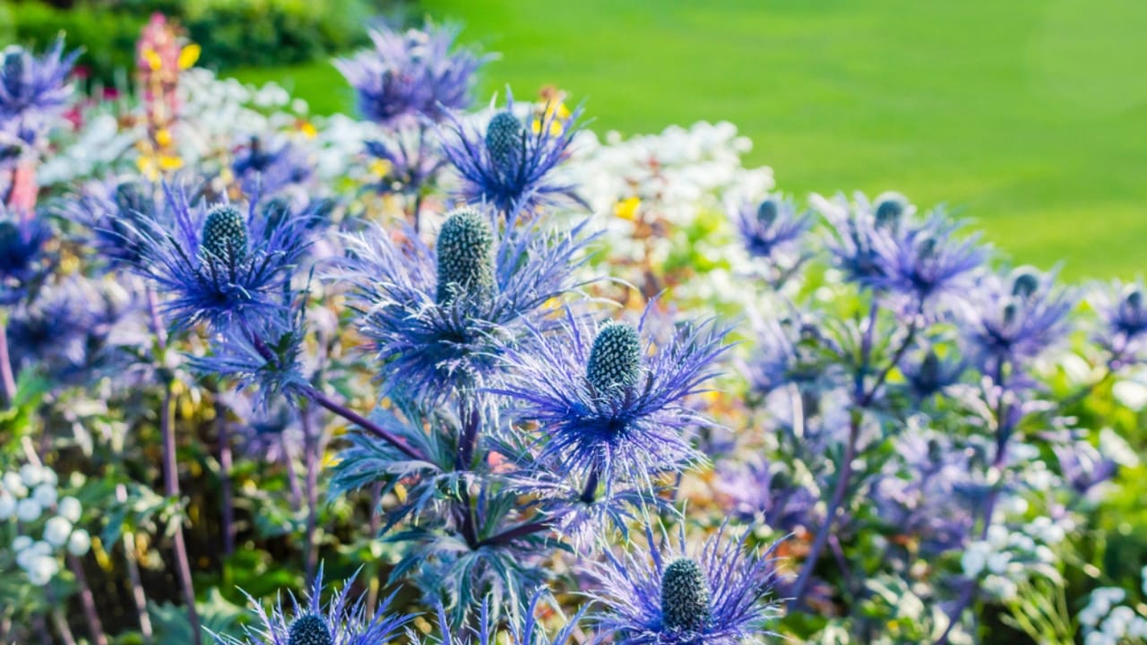 Sea Holly with Spiky Blue Flowers