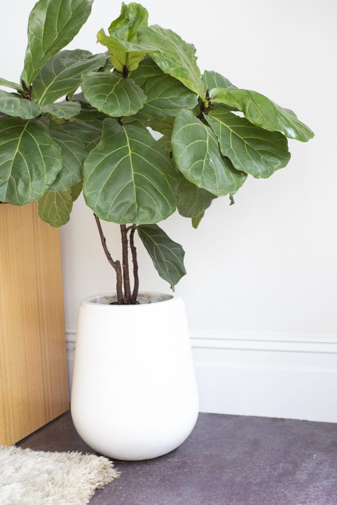 Indoor Fiddle Leaf Fig Plant for a Touch of Greenery