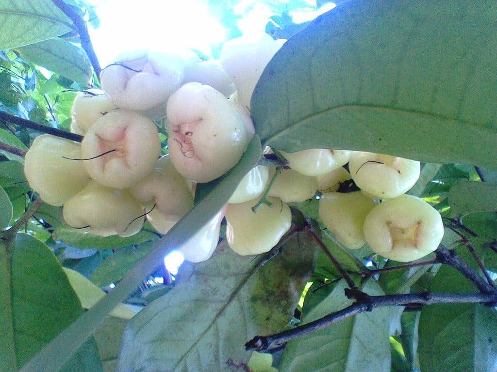 White Jamun fruit with pearly white waxy skin and bell-shaped structure arranged in clusters on green foliage